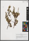 Foto von Salix serpyllifolia Scop.